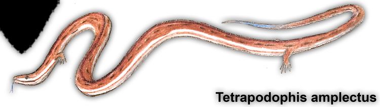 Tetrapodophis Tetrapodophis Facts and Pictures