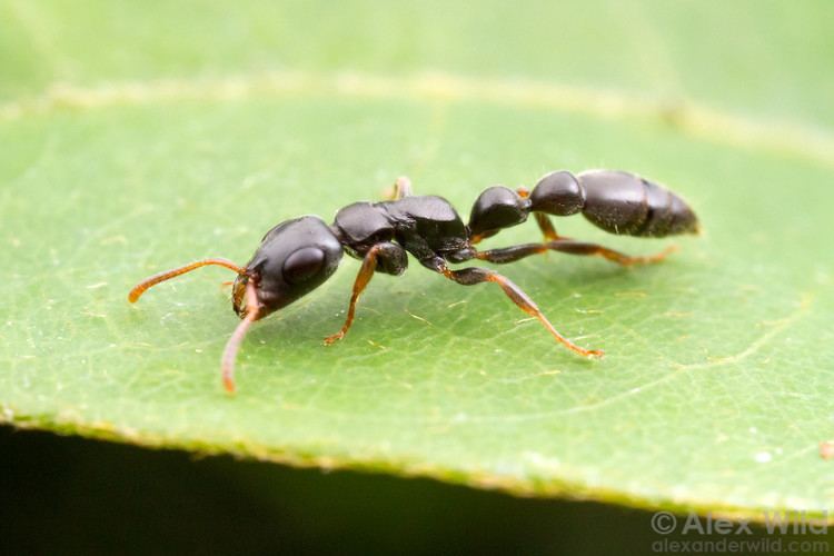 Tetraponera Tetraponera Alex Wild Photography