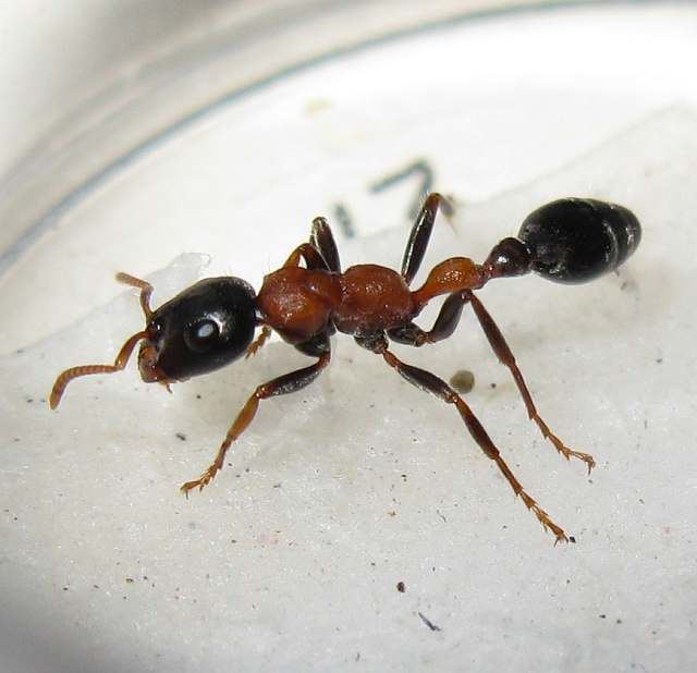 Tetraponera Photos and Info on Ants and Termites of Malaysia Tetraponera