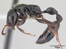 Tetraponera httpsuploadwikimediaorgwikipediacommonsthu