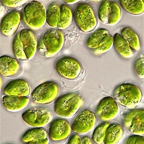 Tetraselmis Tetraselmis suecica live phytoplankton inoculant for culturing
