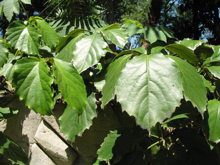 Tetrastigma Online Plant Guide Tetrastigma voinieranum Chestnut Vine