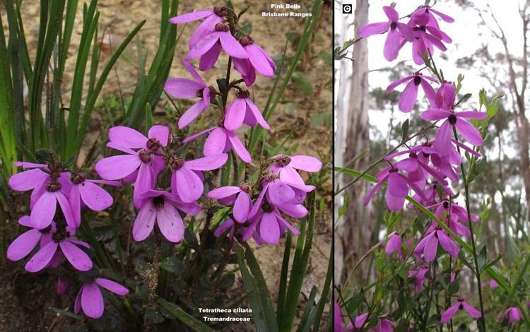 Tetratheca ciliata Pink Bells WT Landcare Flora Index