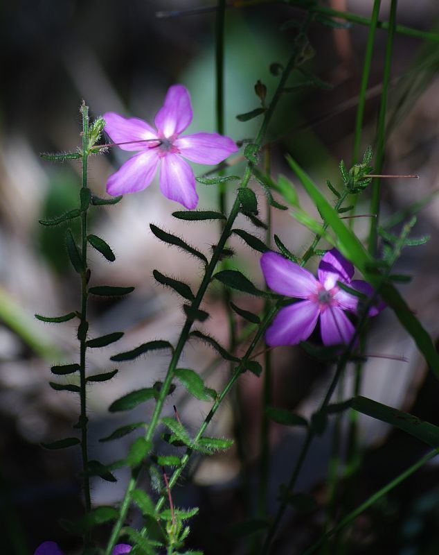 Tetratheca hirsuta - Alchetron, The Free Social Encyclopedia