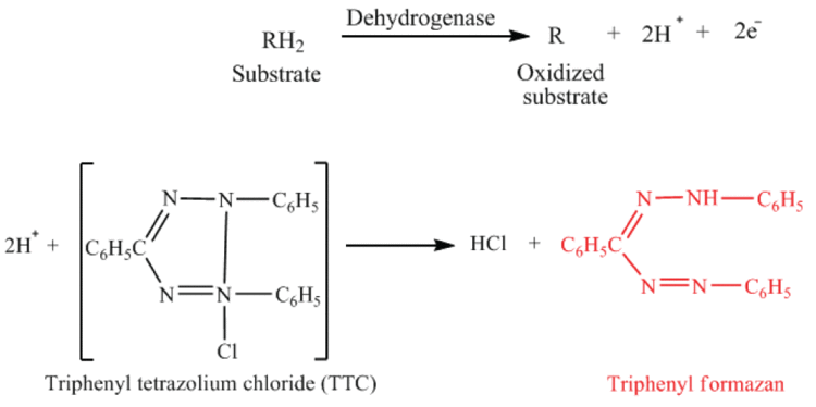 Tetrazolium chloride Dehydrogenase Activity Dehydrogenase Enzyme