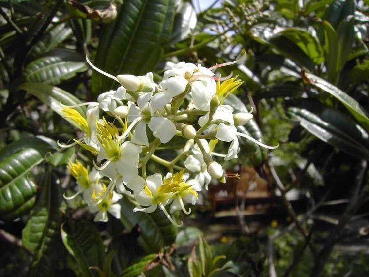 Tetrazygia bicolor PlantFiles Pictures Florida Tetrazygia West Indian Lilac