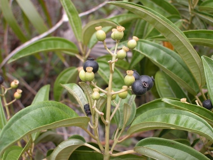 Tetrazygia bicolor Leon Levy Native Plant Preserve Plant Listings Tetrazygia bicolor