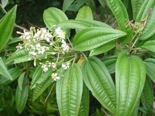 Tetrazygia bicolor Tetrazygia bicolorLandscape Plants For South Florida