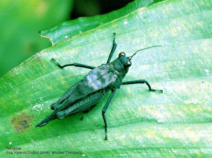 Tetrigidae Papua Insects Foundation OrthopteraTetrigidae thumbnails