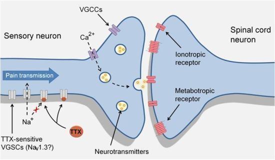 Tetrodotoxin Marine Drugs Special Issue Tetrodotoxin 2011