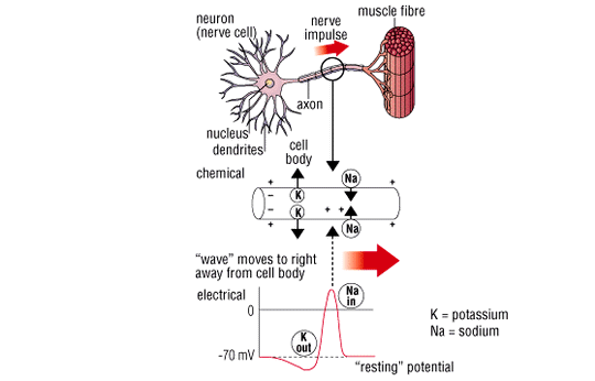 Tetrodotoxin PuffernetgtgtgtThe Poison Tetrodotoxin