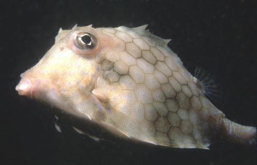 Tetrosomus Smallspine Turretfish Tetrosomus reipublicae Whitley 1930
