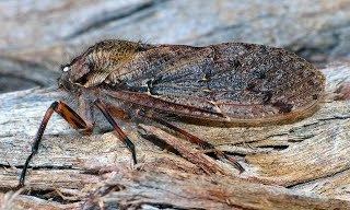 Tettigarctidae Tettigarctidae Hairy Cicadas Insects of Tasmania Hemiptera