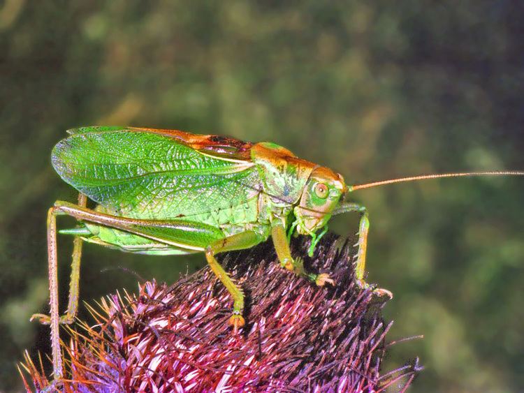 Tettigonia httpsuploadwikimediaorgwikipediacommonsaa