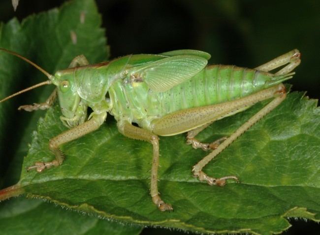 Tettigonia Image Tettigonia viridissima Great Green Bushcricket BioLibcz