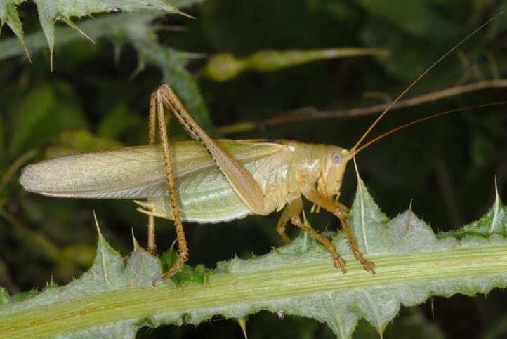 Tettigonia European locusts and their ecology Tettigonia caudata