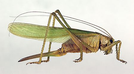 Tettigonia AgroAtlas Pests Tettigonia viridissima L Bushcricket Great