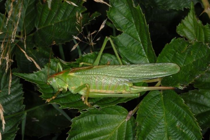 Tettigonia European locusts and their ecology Tettigonia viridissima