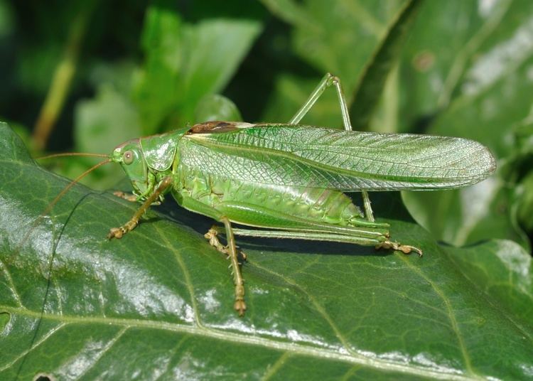 Tettigonia Tettigonia viridissima Wikimedia Commons