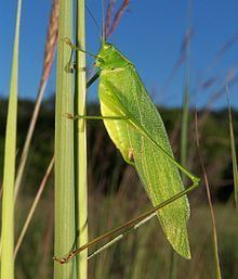 Tettigoniidae httpsuploadwikimediaorgwikipediacommonsthu