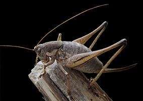 Tettigoniidae Tettigoniidae