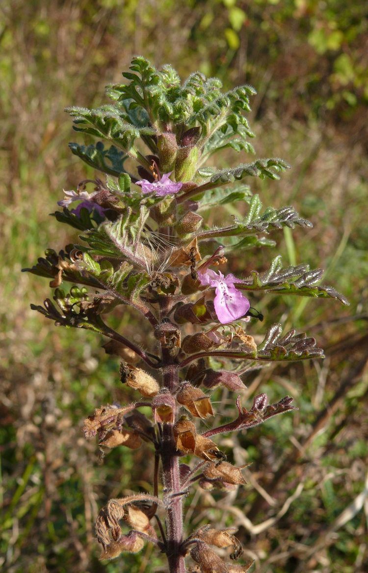 Teucrium botrys Teucrium botrys Wikipedia