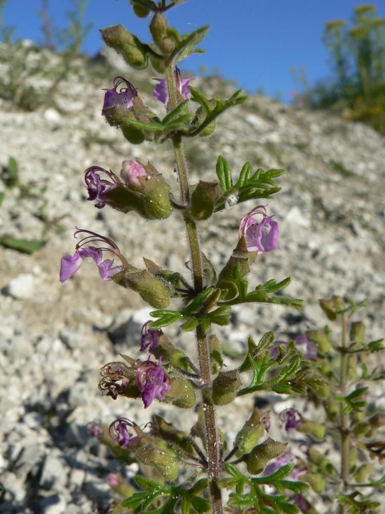 Teucrium botrys Teucrium botrys Micheldever Online Atlas of the British and Irish