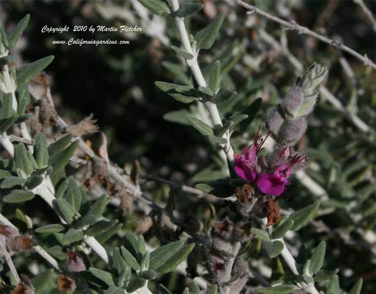 Teucrium marum Teucrium marum Cat Thyme California Gardens