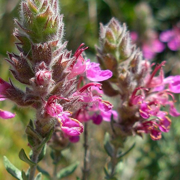 Teucrium marum TEUCRIUM marum cat thyme Log House Plants