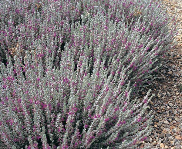 Teucrium marum lambleycomausitesdefaultfilesstylesfullima