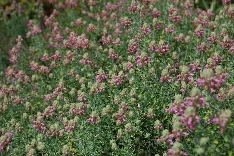 Teucrium marum Teucrium marum landscape architect39s pages