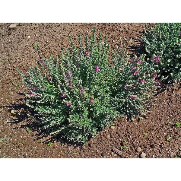 Teucrium marum Teucrium Marum Seeds Cat Thyme Seeds