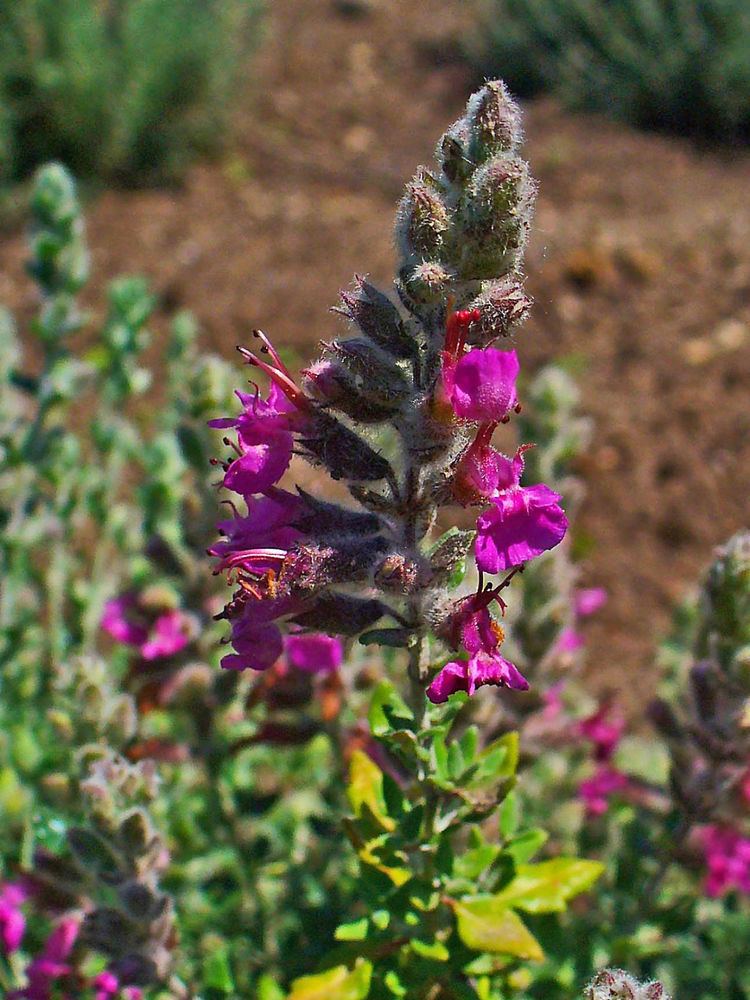 Teucrium marum Teucrium marum Wikispecies