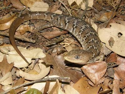Texas alligator lizard Texas Alligator Lizard Facts and Pictures Reptile Fact