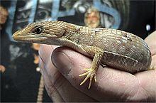 Texas alligator lizard httpsuploadwikimediaorgwikipediacommonsthu