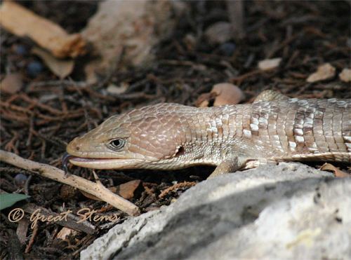 Texas alligator lizard One Texas Alligator Lizard Rescued Great Stems