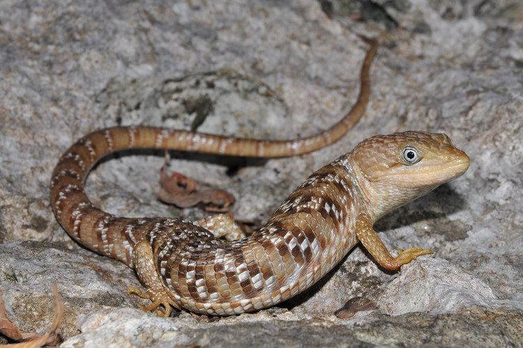 Texas alligator lizard Texas Alligator Lizard Facts and Pictures Reptile Fact