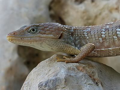 Texas alligator lizard Southwestern Center for Herpetological Research Lizards of the