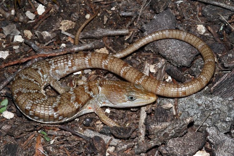 Texas alligator lizard Gerrhonotus infernalis Texas Alligator Lizard TEXAS Edw Flickr