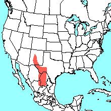 Texas antelope squirrel naturalhistorysiedumnathumbnailsmapsAmmoint