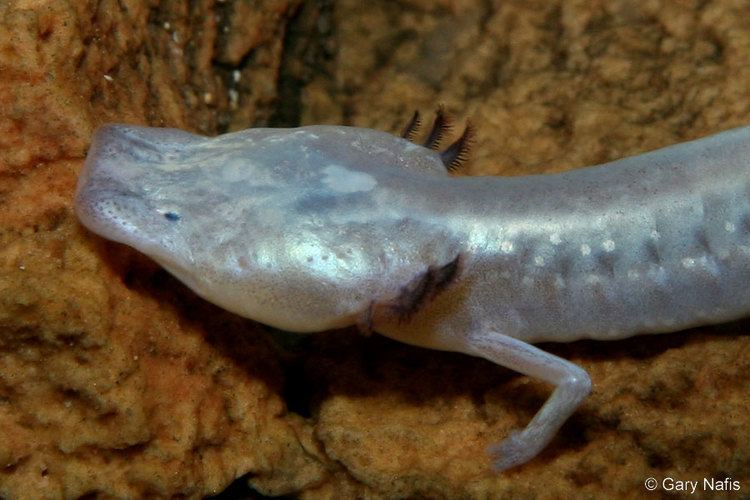 Texas blind salamander Texas Blind Salamander Eurycea rathbuni
