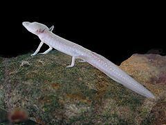 Texas blind salamander httpsuploadwikimediaorgwikipediacommonsthu