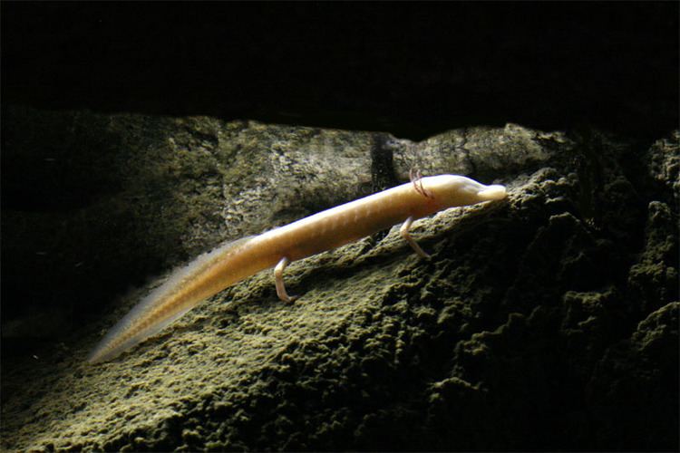 Texas blind salamander Endangered Species of the Edwards Aquifer
