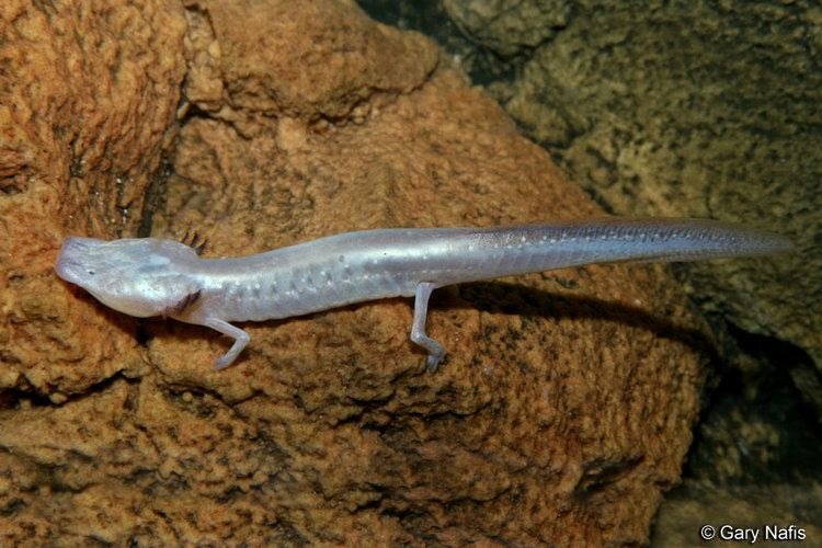 Texas blind salamander Texas Blind Salamander Eurycea rathbuni