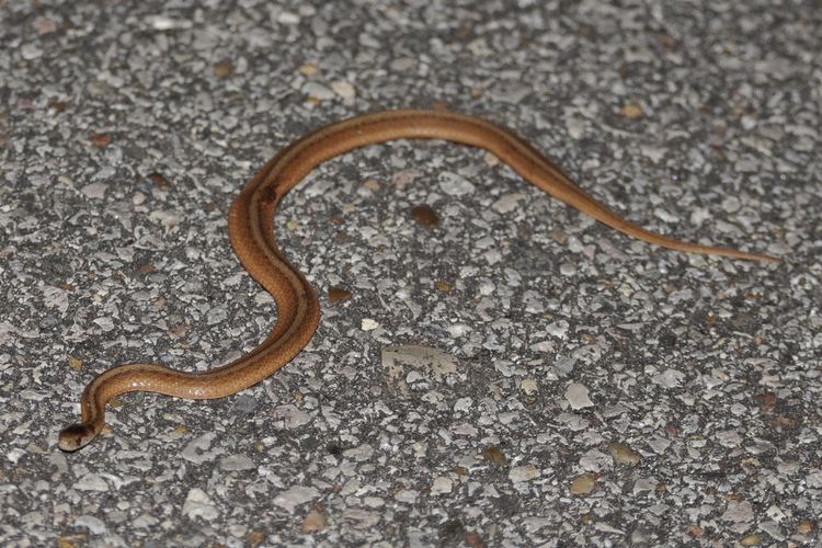 Texas brown snake Texas Brown Snake David Sledge Flickr