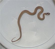 Texas brown snake httpsuploadwikimediaorgwikipediacommonsthu