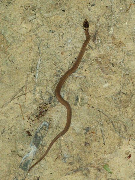 Texas brown snake Texas Brown Snake Juveniles DFW Urban Wildlife