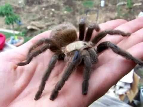 Texas brown tarantula Full Grown BIG Female Texas Brown Tarantula Aphonopelma hentzi YouTube