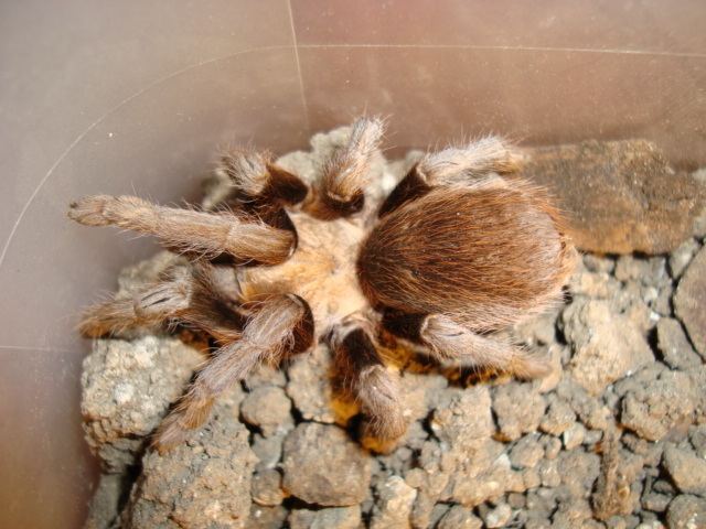Texas brown tarantula httpsuploadwikimediaorgwikipediacommonsee