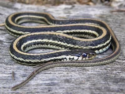 Texas garter snake wwwreptilefactcomwpcontentuploads201608Pic